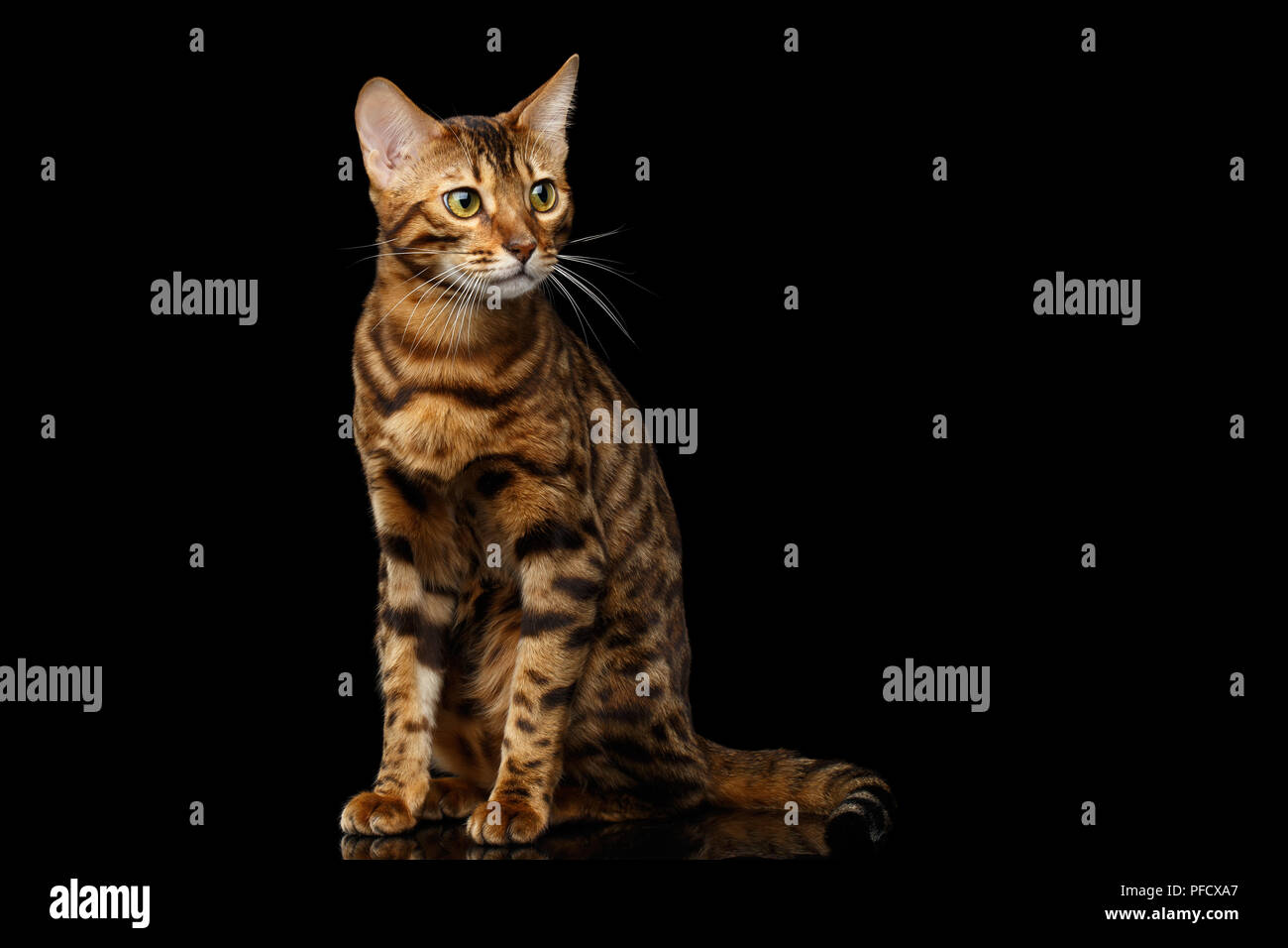 Gold Bengal Cat with rosette Sitting on Isolated black background with reflection Stock Photo