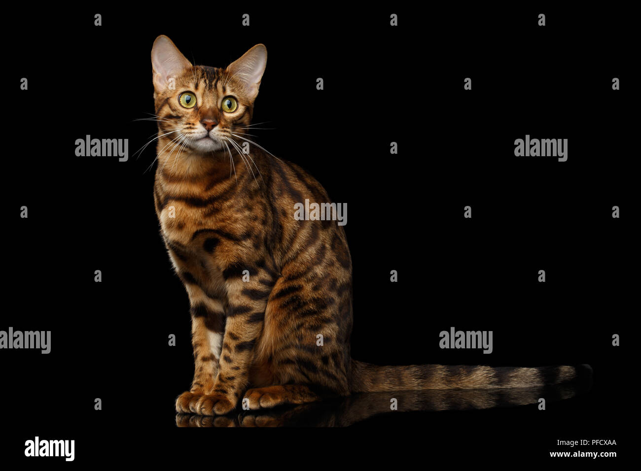 Gold Bengal Cat with rosette Sitting on Isolated black background with reflection Stock Photo