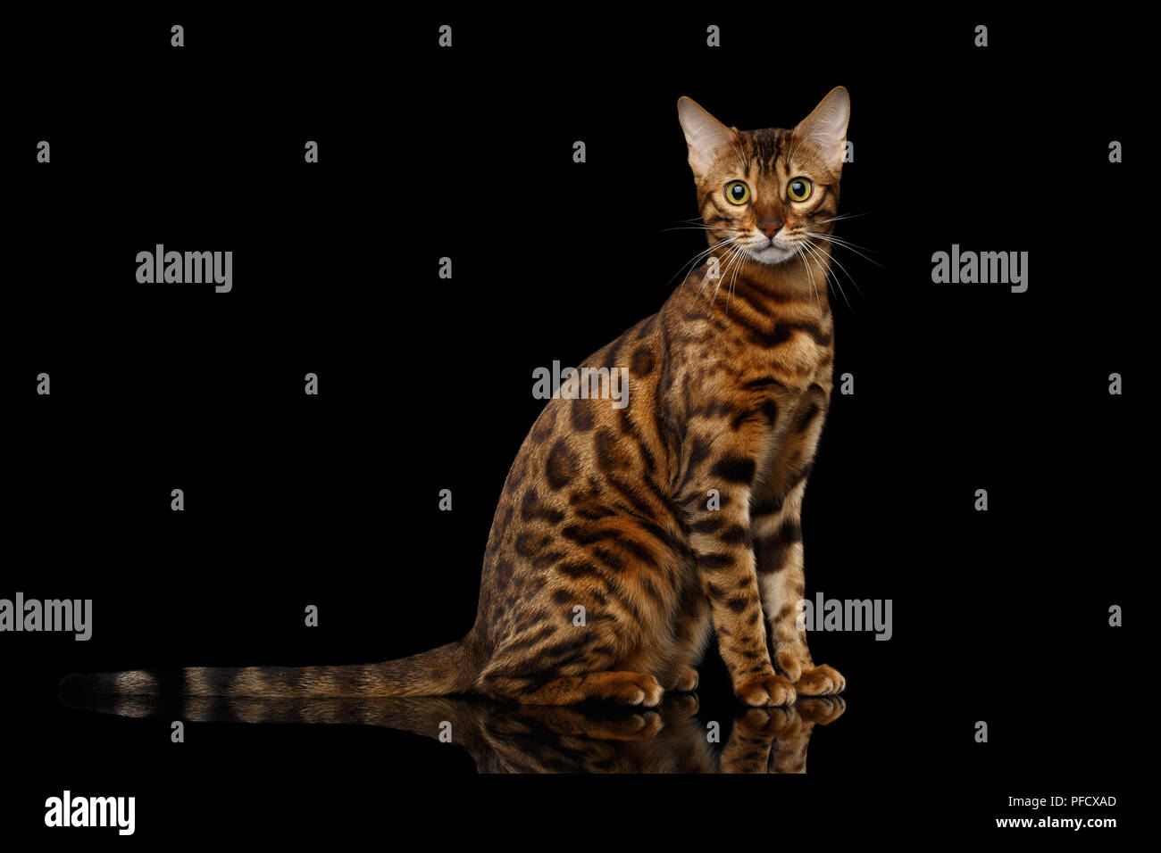 Gold Bengal Cat with rosette Sitting on Isolated black background with reflection Stock Photo