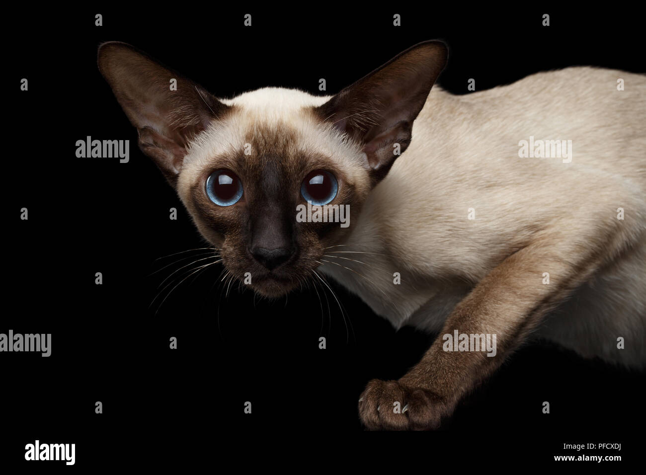 Close-up portrait of frightened Oriental Shorthair Kitty with huge blue eyes looking at camera, siamese fur, isolated black background, profile view Stock Photo