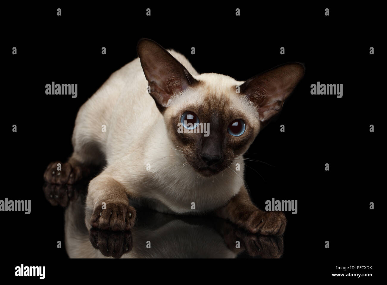 Close-up Playful Cute Oriental Shorthair Kitty with huge blue eyes looking at camera, siamese fur, isolated black background with reflection, profile  Stock Photo