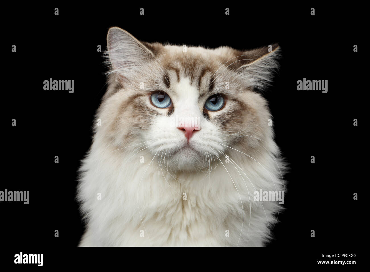 Black and white siberian cat hi-res stock photography and images - Alamy