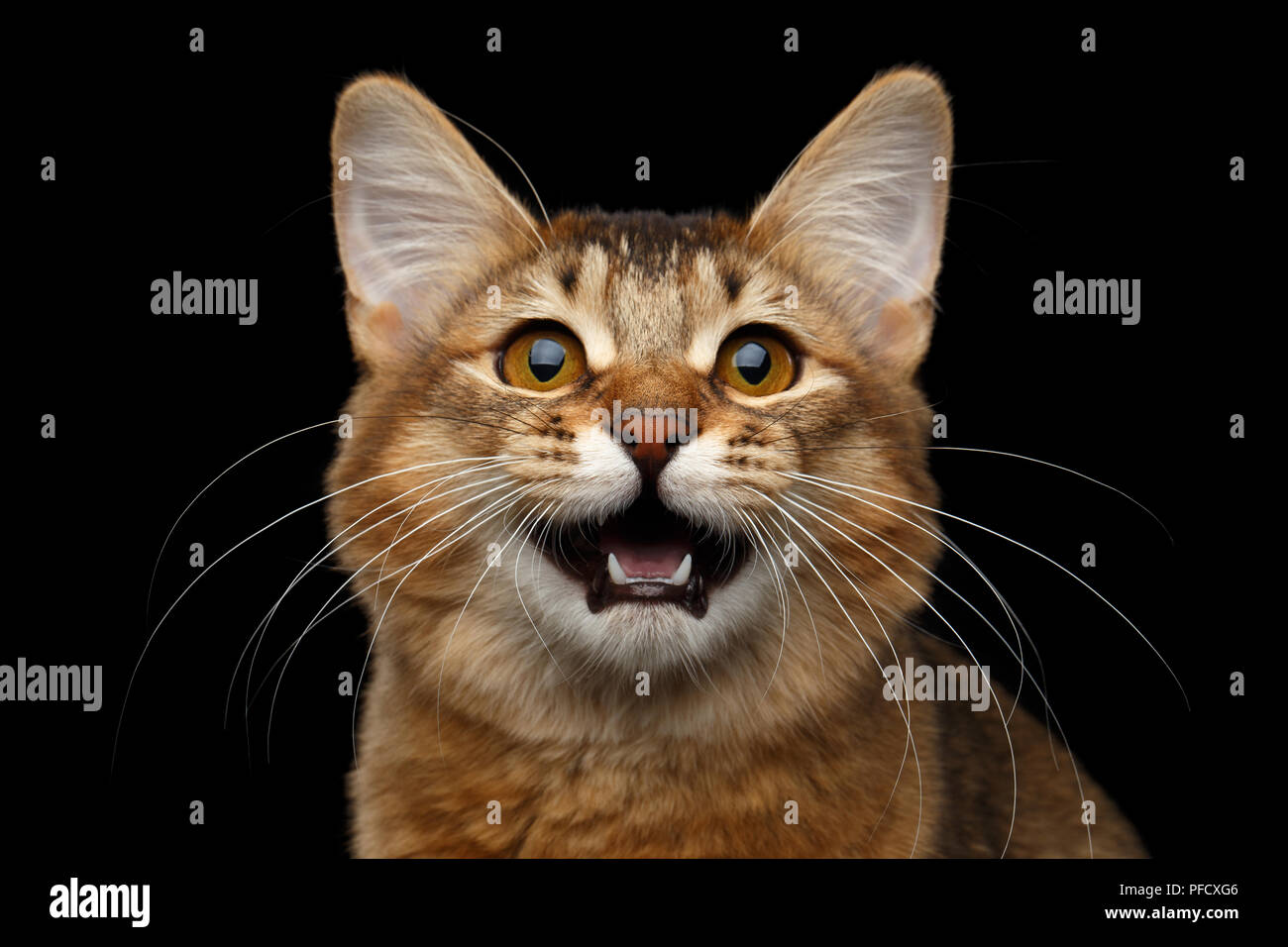 Close Up Portrait Of Meowing Orange Somali Kitty Looking In Camera On Isolated Black Background Stock Photo Alamy Close Up Portrait Of Meowing Orange Somali Kitty Looking In Camera On Isolated Black Background Stock Photo Alamy