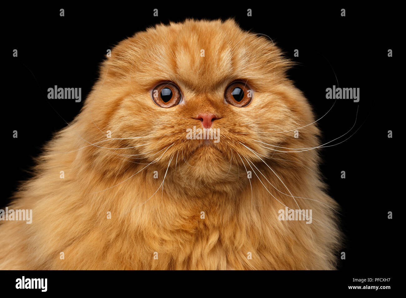 Overweight Cat is Lying on a Weight Scale. Fat Ginger Cat Lying on Floor  Stock Photo - Image of body, obese: 228326384