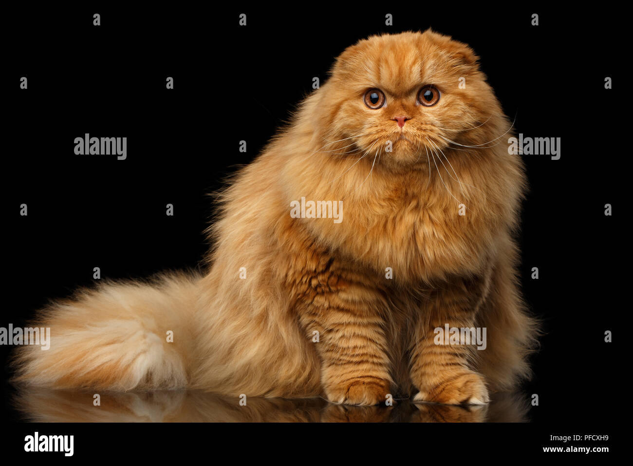 fat fluffy orange cat