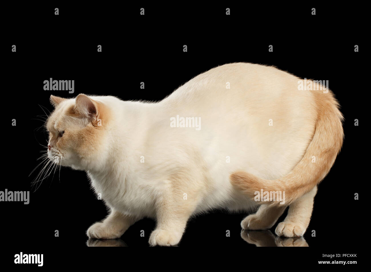 Cute Black Cat Fat Cat Poses Stock Vector (Royalty Free) 1566748159