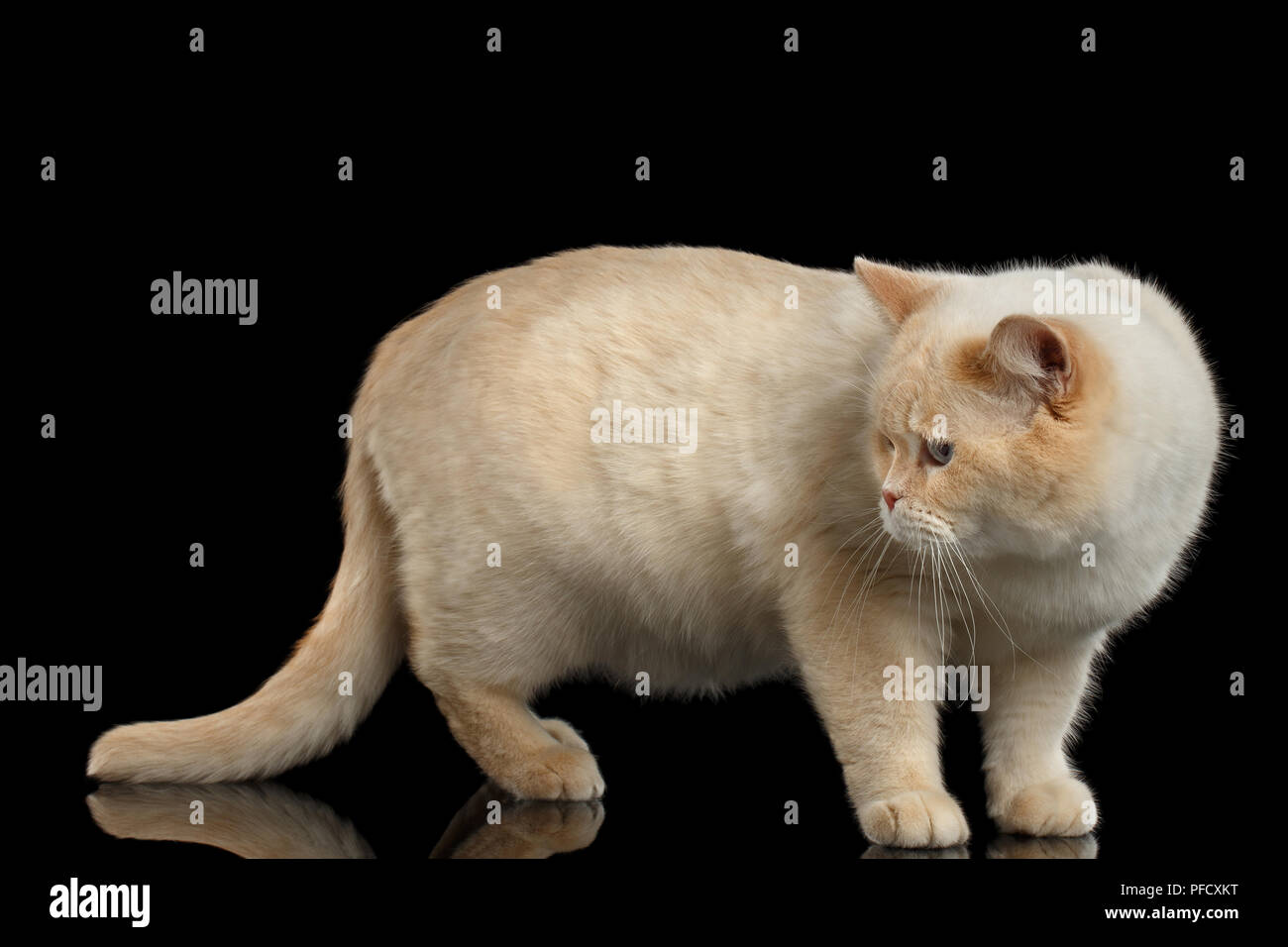 Color Point British Shorthair Cat Standing And Looking Back On
