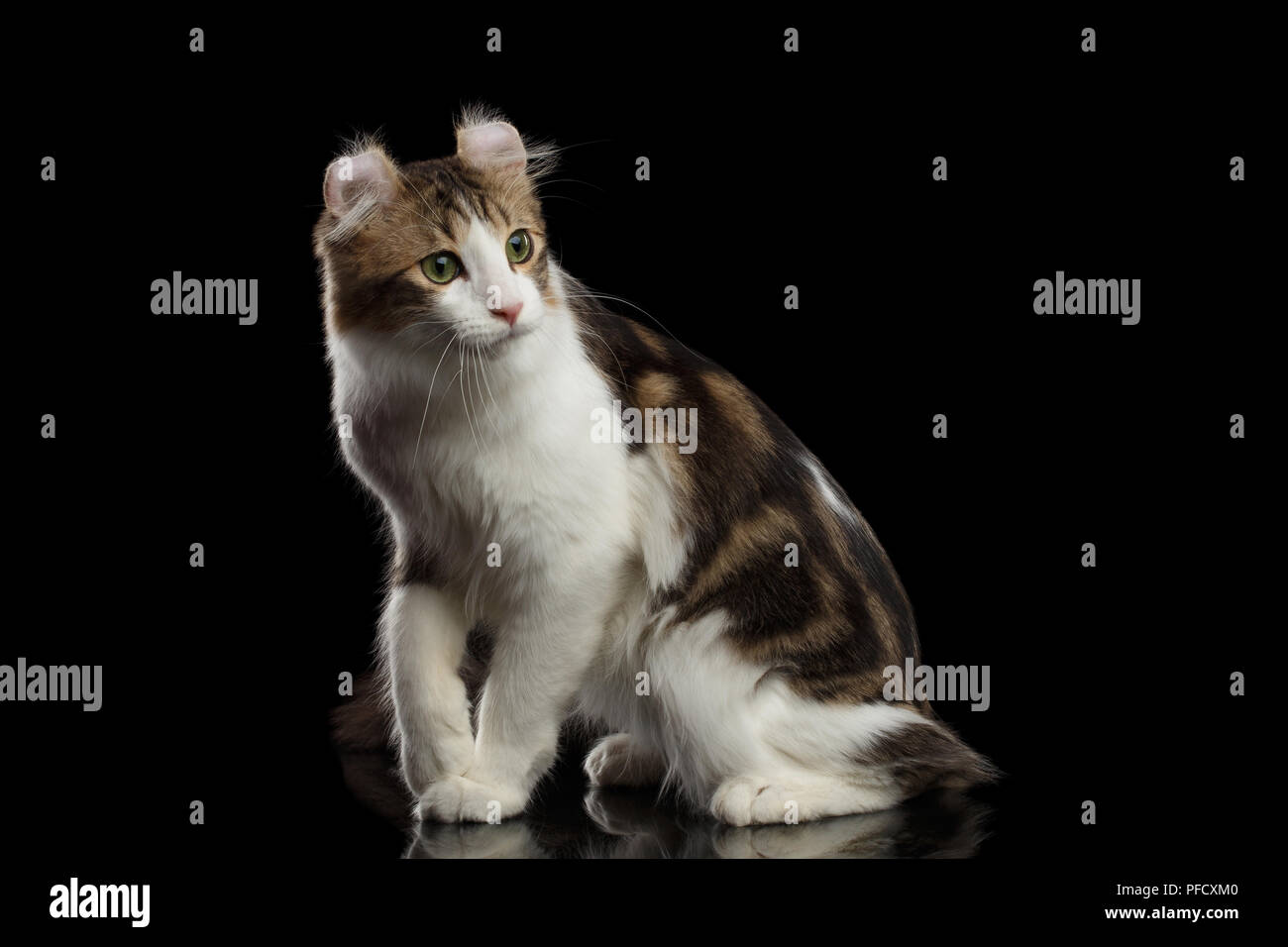 American Curl Cat Breed with twisted Ears, Sitting in front of Black Isolated background Stock Photo