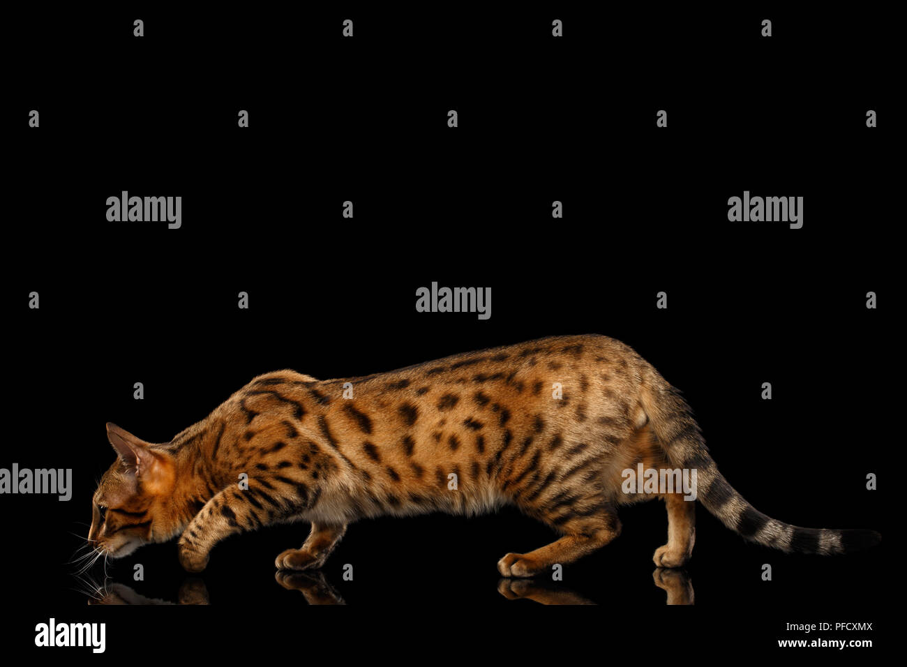 Hunts Gold Bengal female Cat crouching with beautiful Spots, Walking on Isolated Black Background, Side view Stock Photo