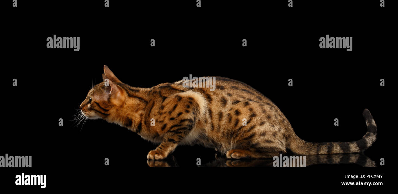 Hunts Gold Bengal female Cat crouching with beautiful Spots, waiting on Isolated Black Background, Side view Stock Photo