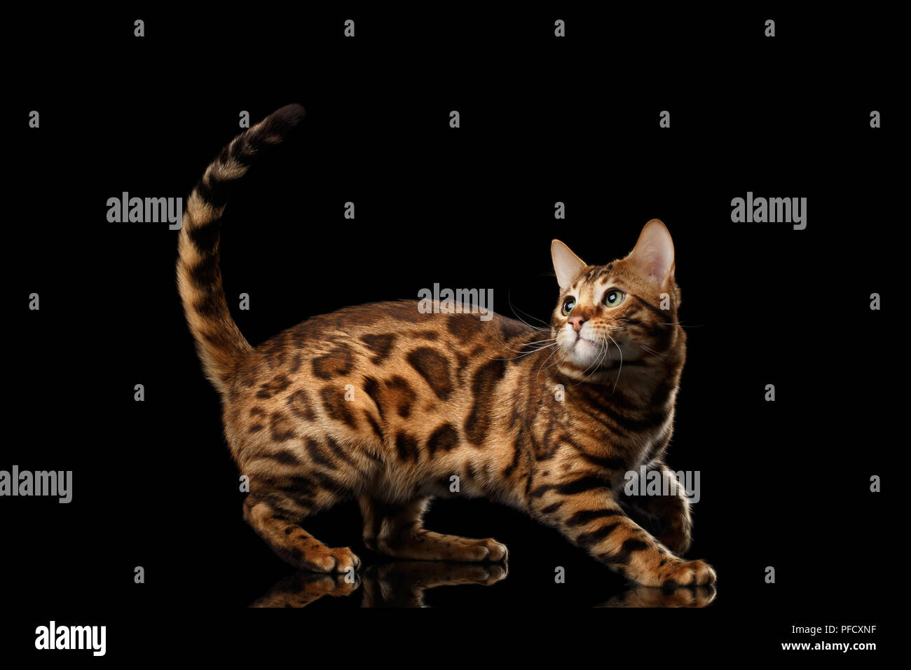 Playful Bengal Male Cat with beautiful spots Play with his tail, on Isolated Black Background, Side view, running back Stock Photo