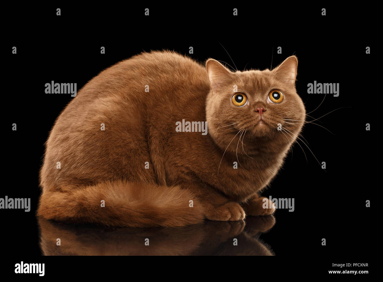 British Cat Cinnamon color Lying and Curious Looking up, Isolated Black