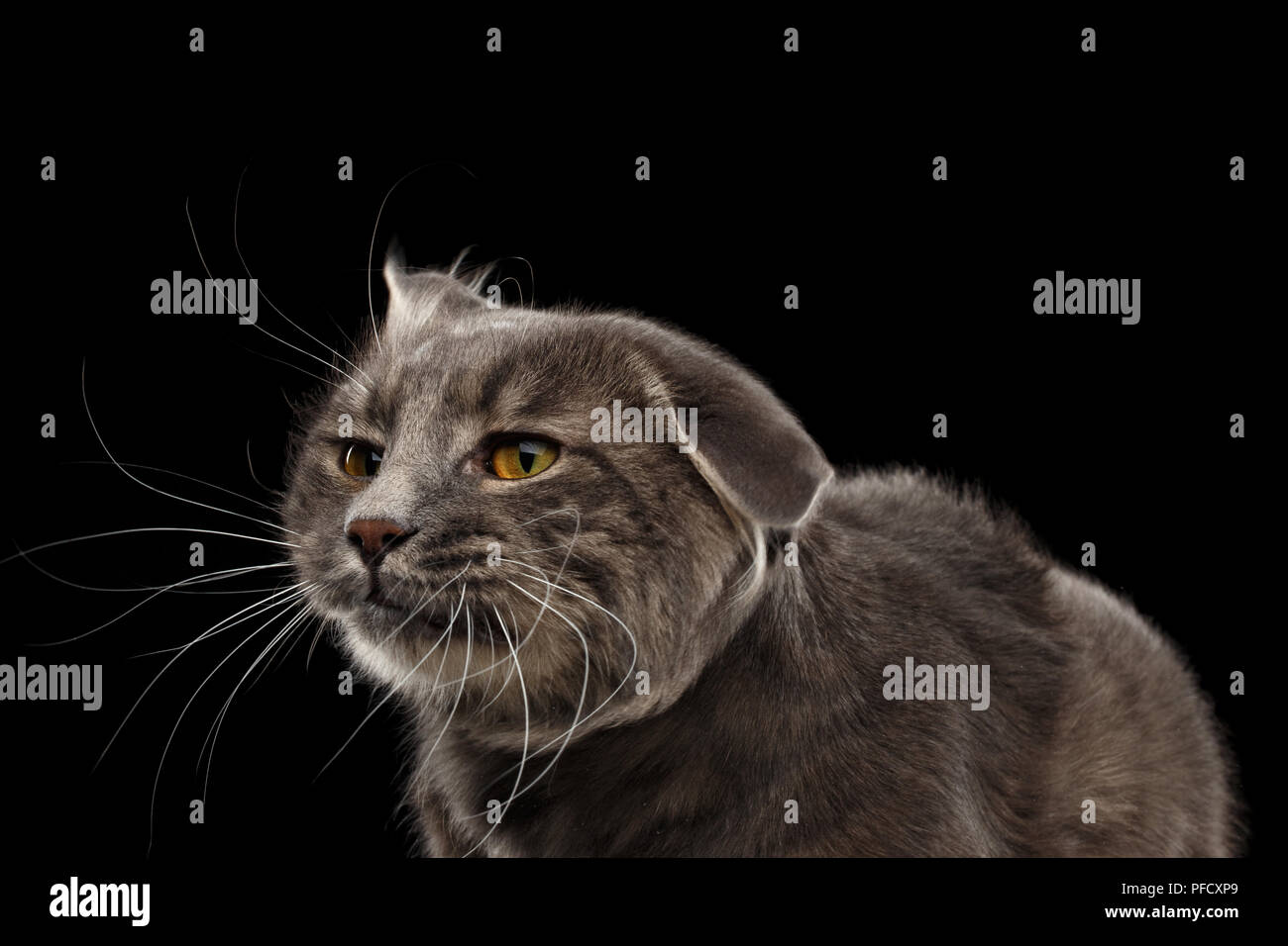 Closeup Portrait of Shake Head Cat with Yellow eyes Curious Looks, Isolated Black Background