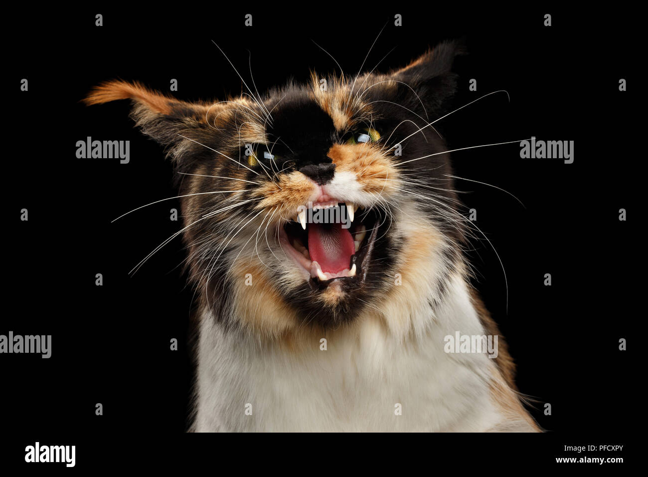 Aggressive Hiss Maine Coon Cat, Looking in Camera Isolated on Black