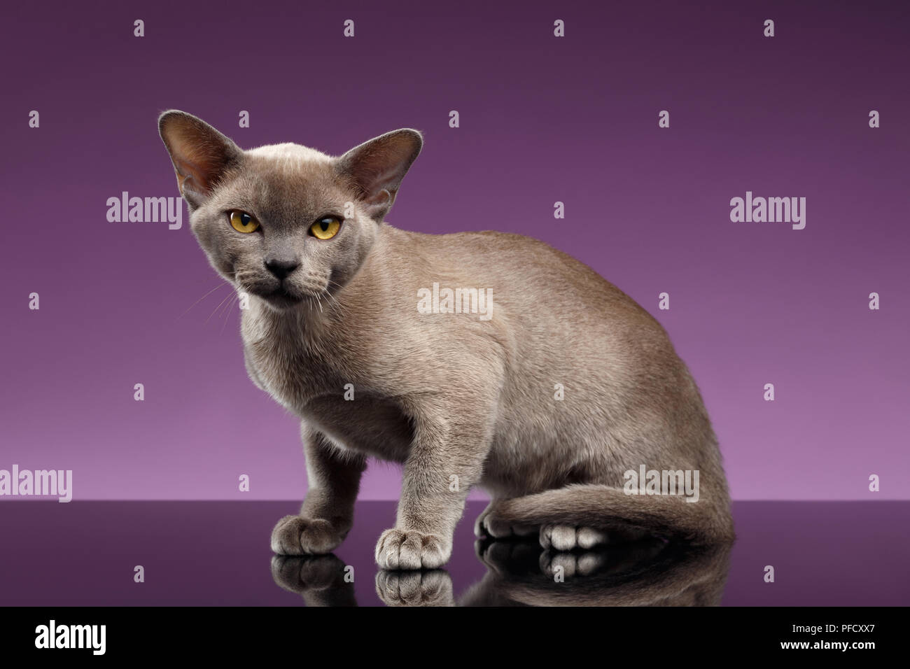Burma Cat Sits and Loocking in Camera on purple background Stock Photo