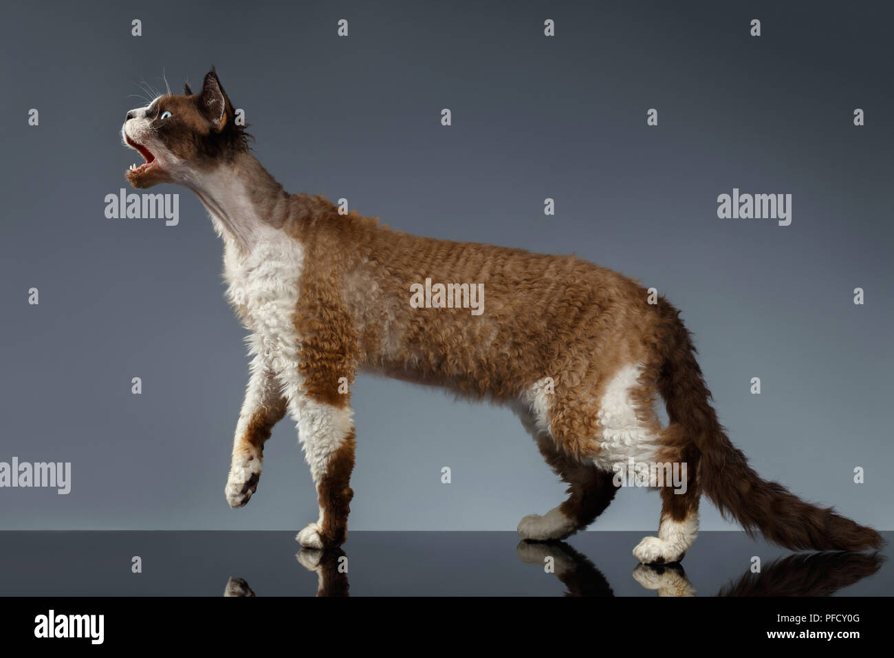 Devon Rex with opened mouth in Profile view on Gray background Stock Photo