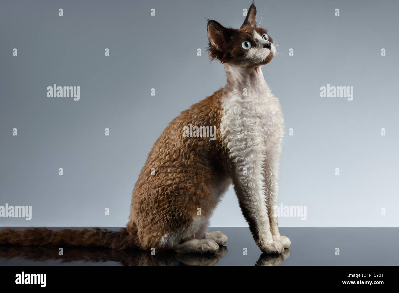 Funny Devon Rex Sits in Profile view on Gray background Stock Photo