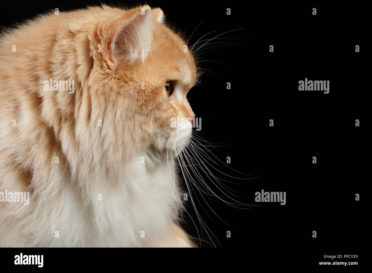 Closeup Portrait of Red big Persian Cat in Profile view on black background Stock Photo Alamy