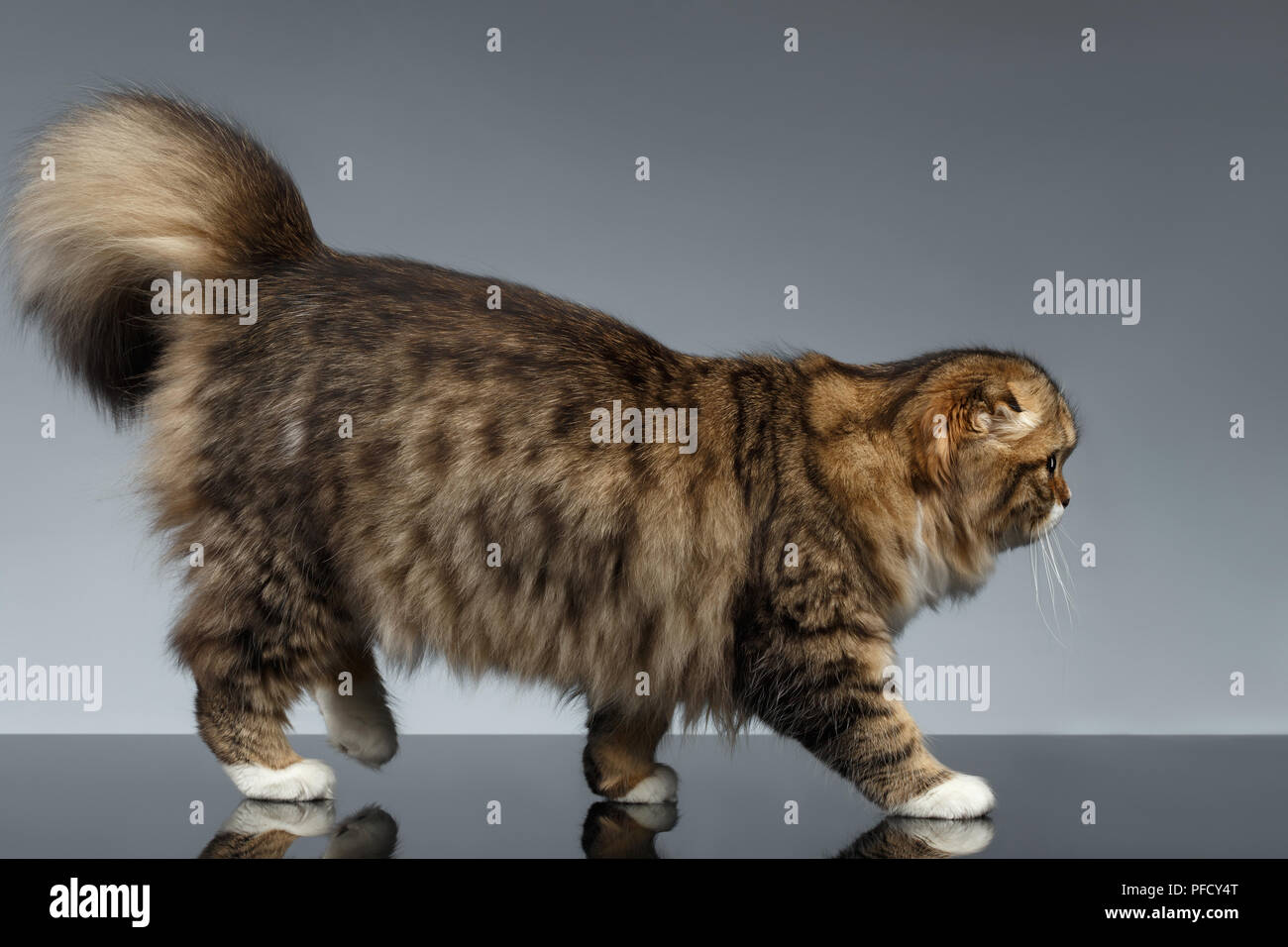 Scottish Fold Cat Walks on Gray Mirror Background Stock Photo