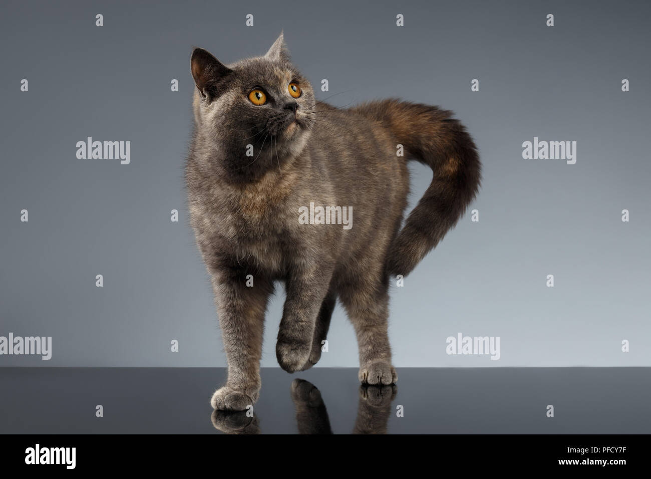 Scottish Cat Stands on Gray Mirror Background Stock Photo