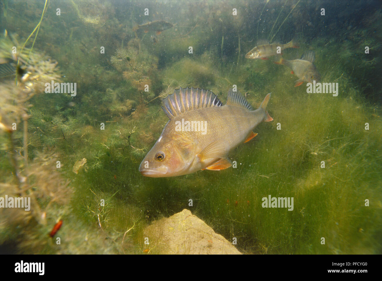 Underwater shot of a yellow perch with a spiny dorsal fin against the murky green water of a lake with plants, reeds and rocks on the bottom. Stock Photo