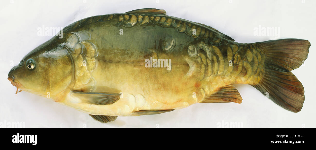 Side view of a dead carp fish with whiskers and brown orange scales