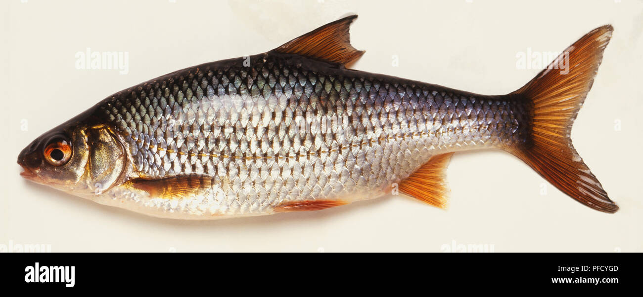 Small Fish Hanging on a Fishing Line on the Background of Blue