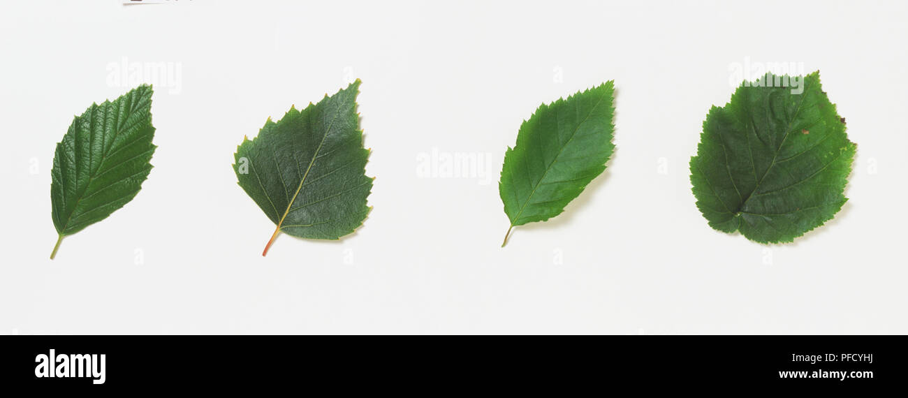Four leaves, including, from left to right, Alnus, Betula, Carpinus and Corylus Stock Photo