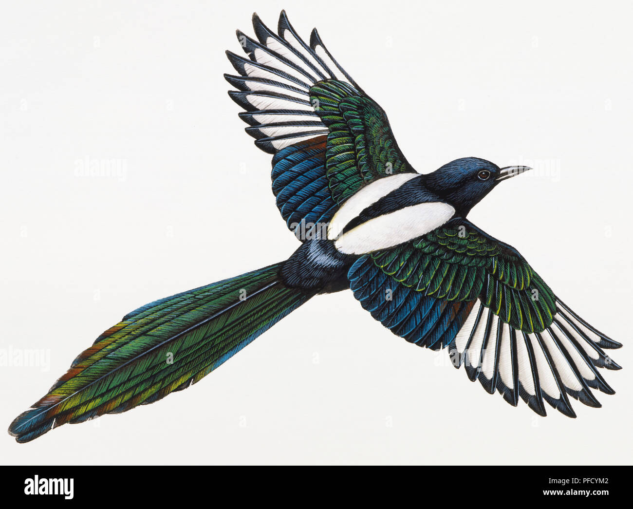 Black-billed Magpie, Picca pica, flying Stock Photo