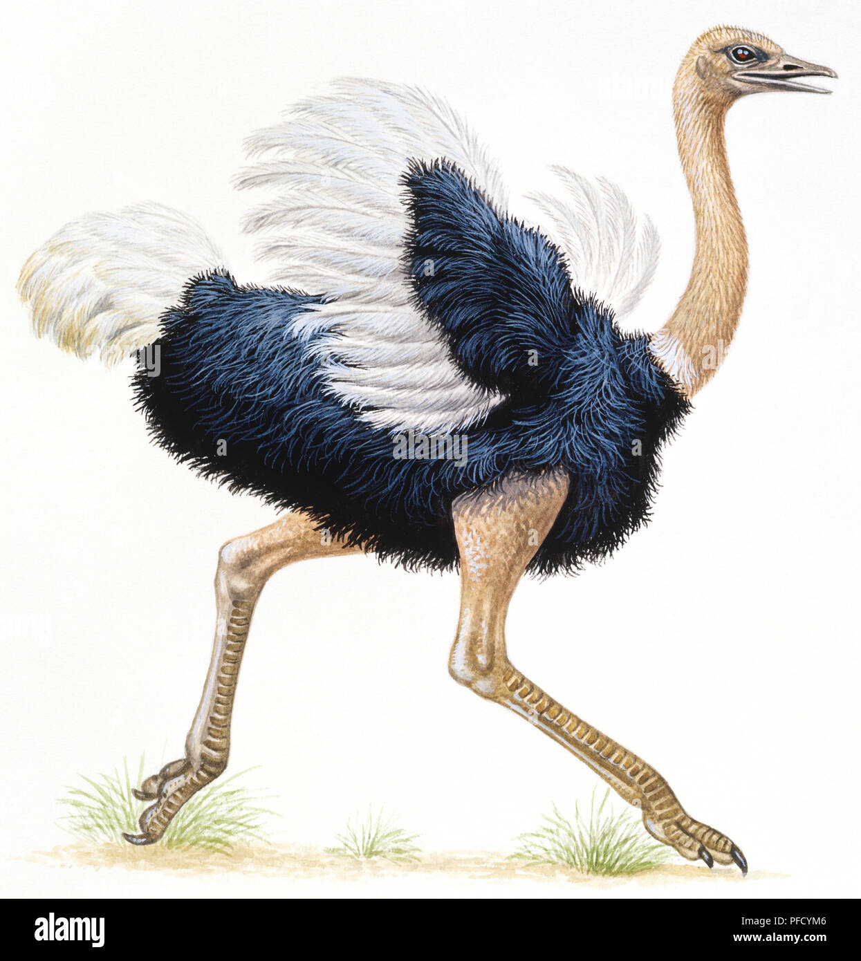 Ostrich, struthio camelus, running. Stock Photo