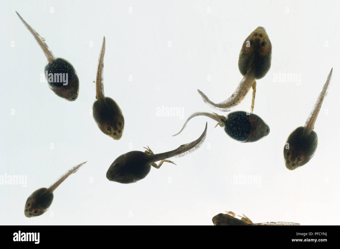 Group of tadpoles swimming, legs developing, large head, above view. Stock Photo