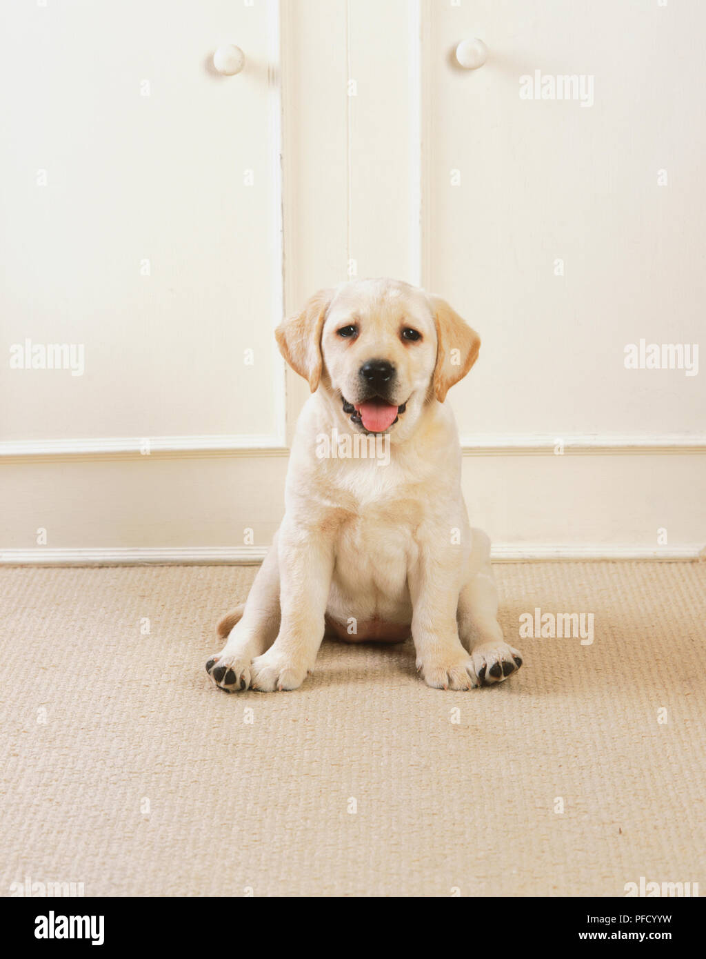 Potrait of Golden Retriever puppy on matt, looking at camera. Stock Photo