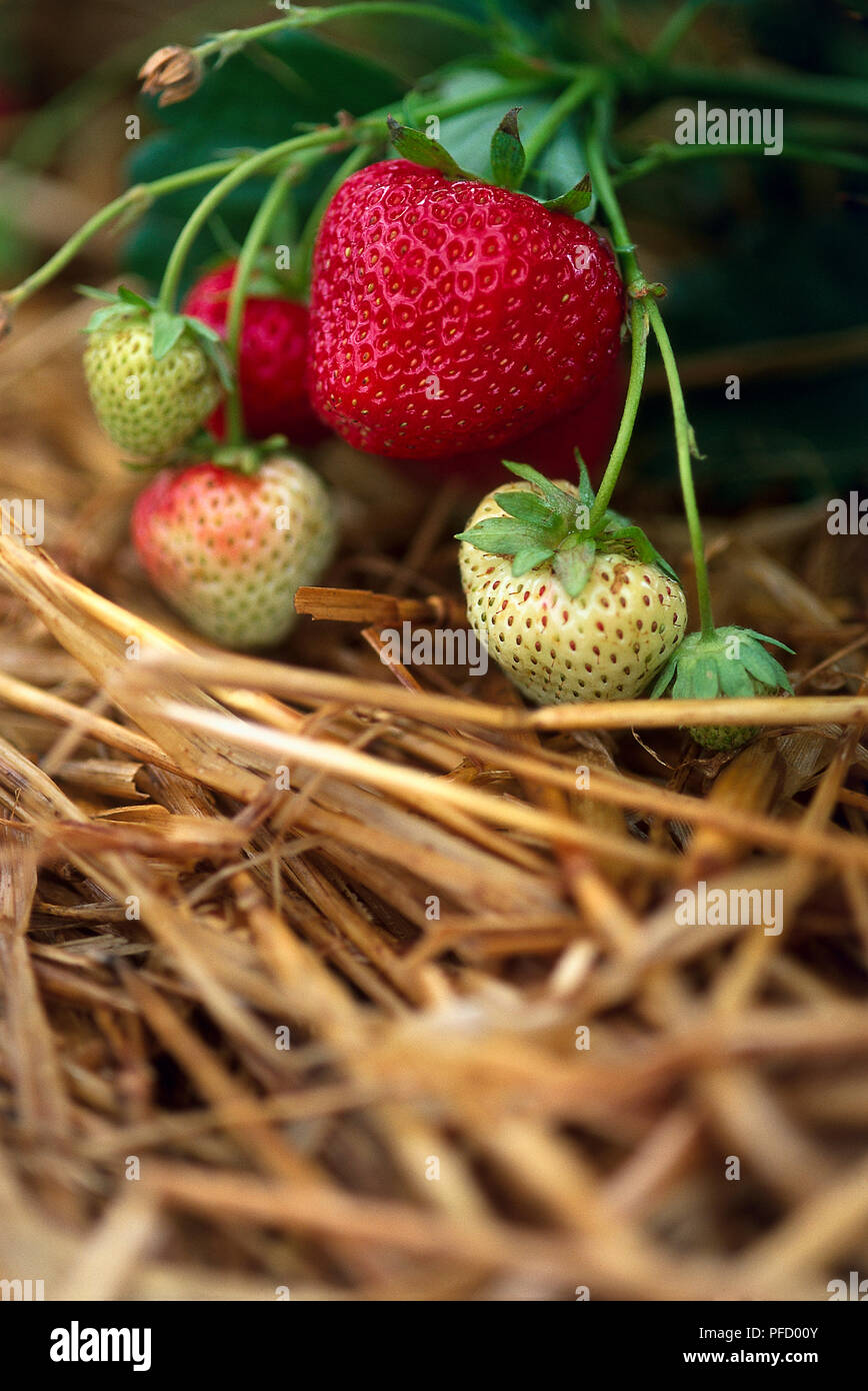Fragaria x ananassa, ripe and unripe strawberries hanging from stem ...