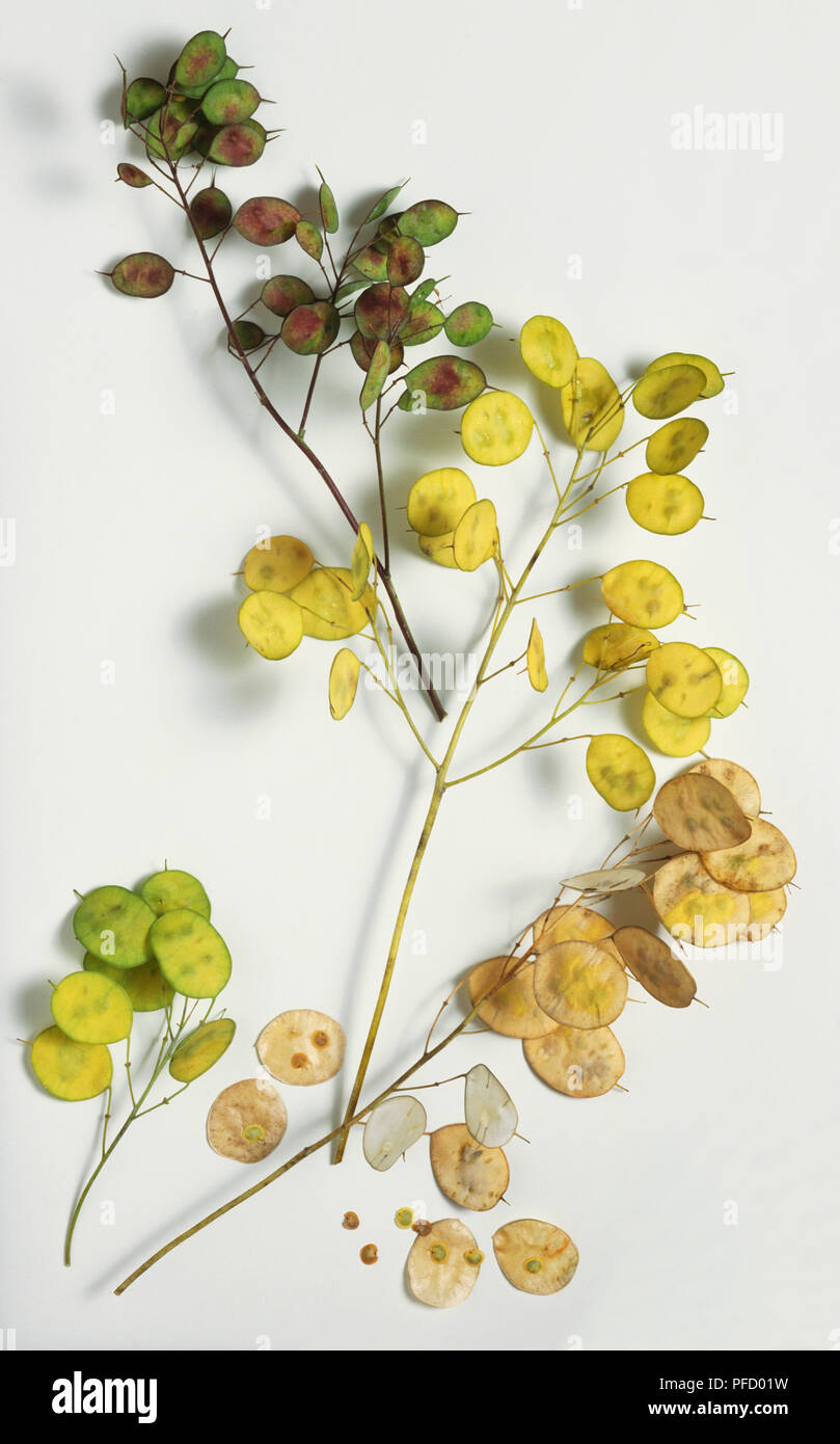 Moon like seed pods hires stock photography and images Alamy