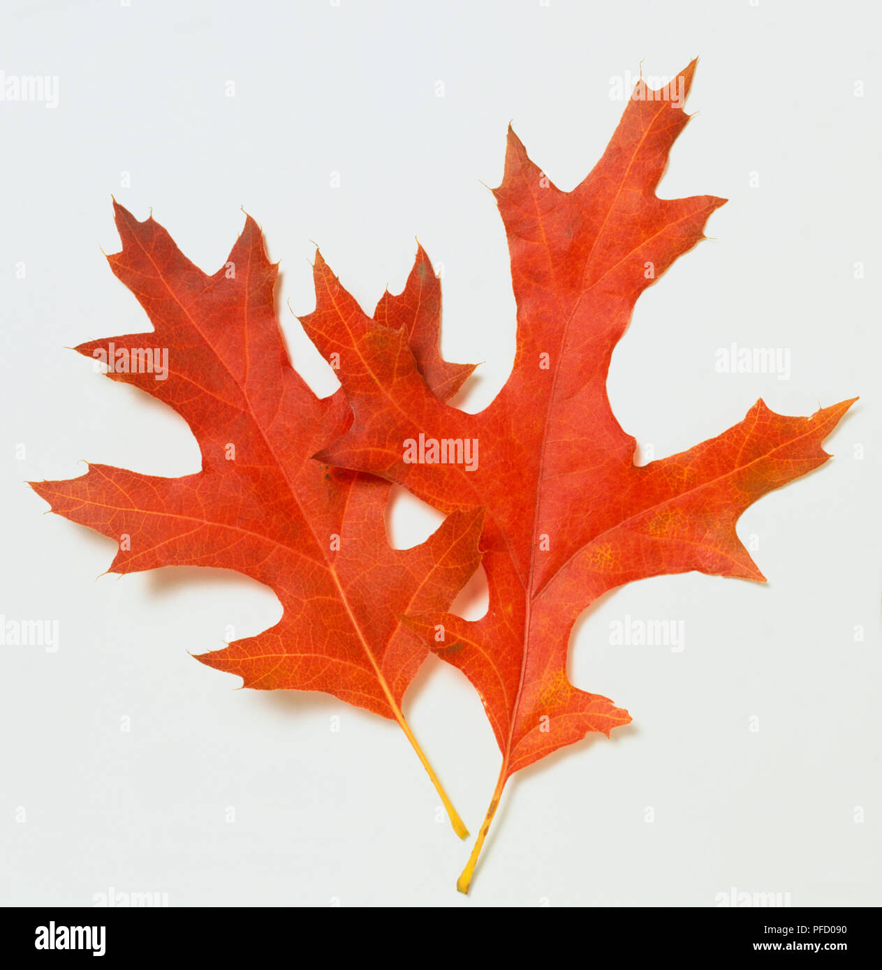 Quercus coccinea 'Splendens', Scarlet Oak, two red autumn leaves, close up. Stock Photo