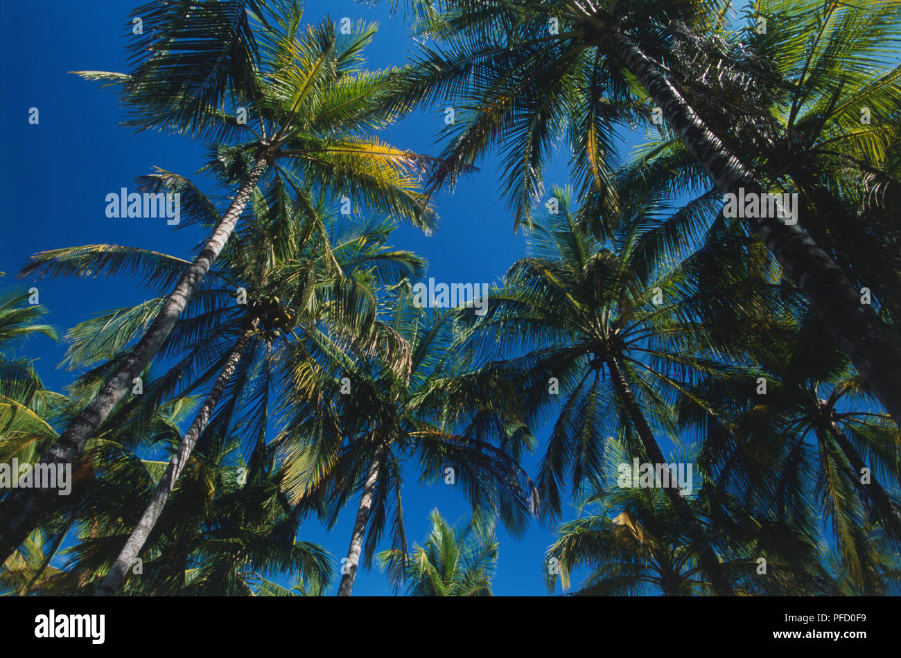 Central America, Costa Rica, Guanacaste, Samara, Playa Carillo, Coconut Palms (Cocos nucifera), low angle view Stock Photo