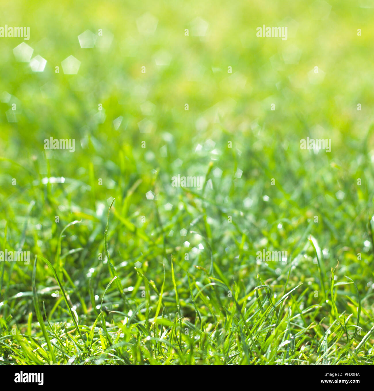 Green grass field foreground hi-res stock photography and images - Alamy