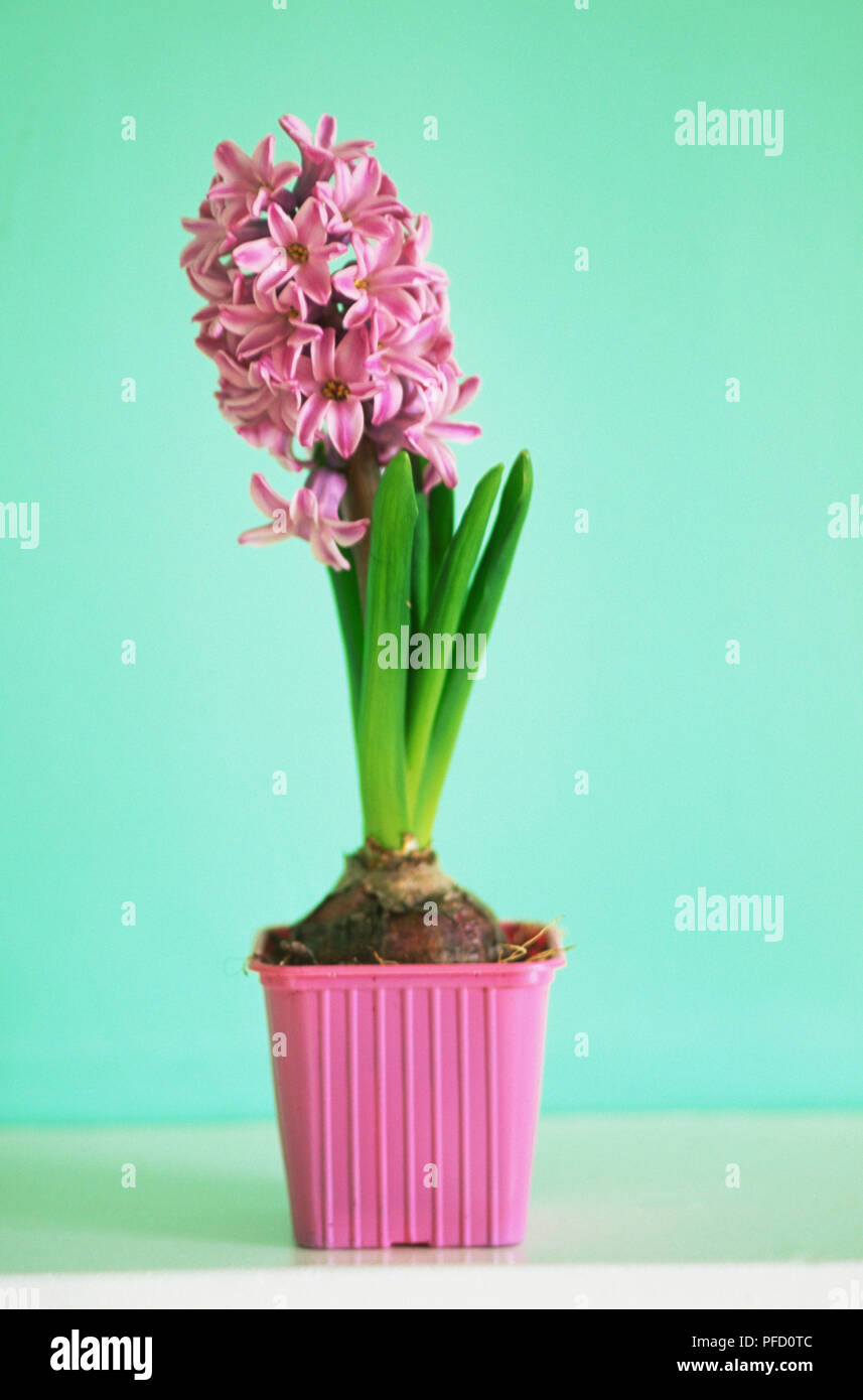 Hyacinthus sp., flowering Hyacinth plant in pink plastic pot, front view. Stock Photo