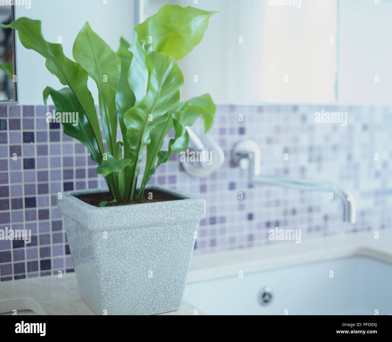Bird's Nest Fern (Asplenidum nidus), leafy plant in greywhite ceramic