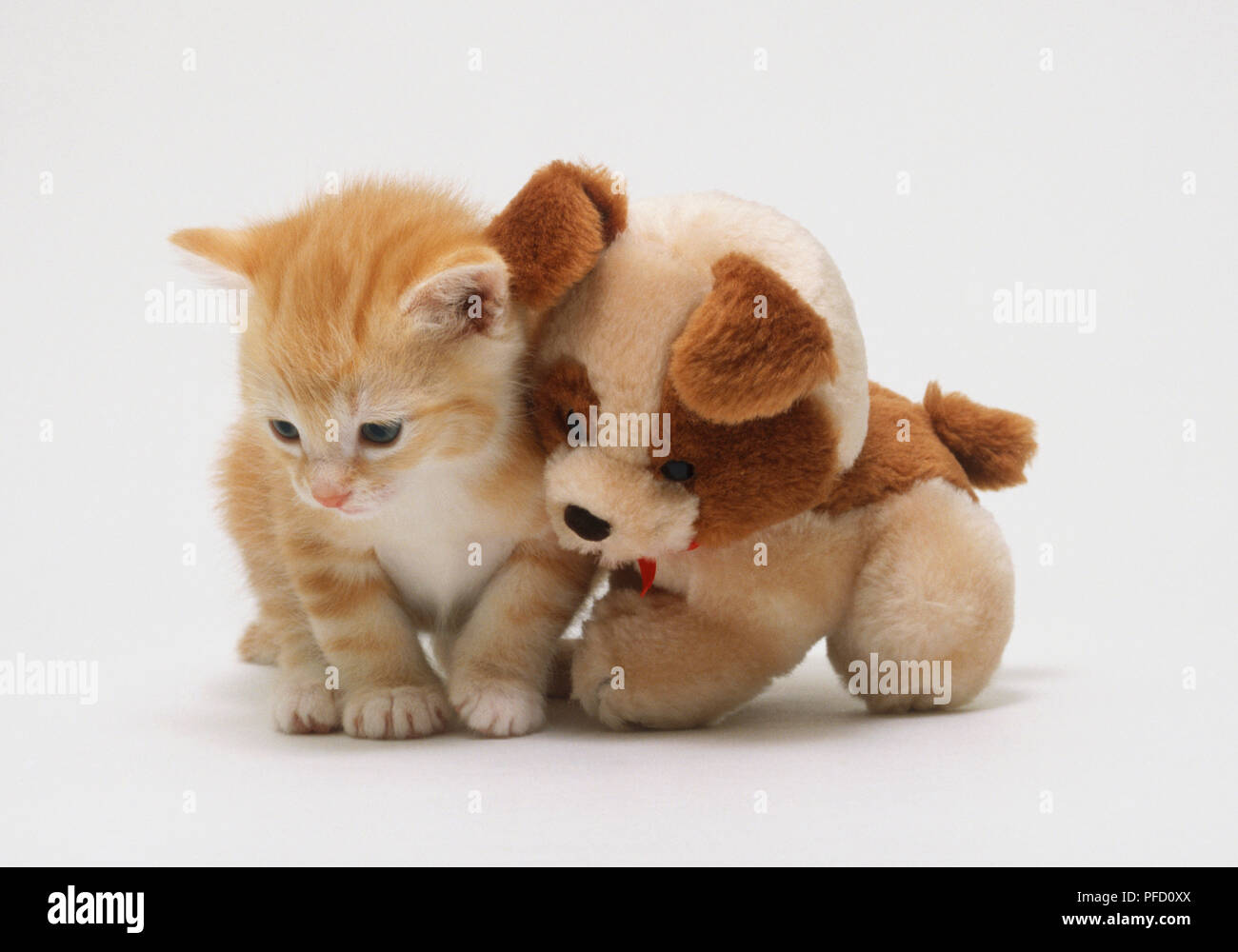 kitten cuddly toy