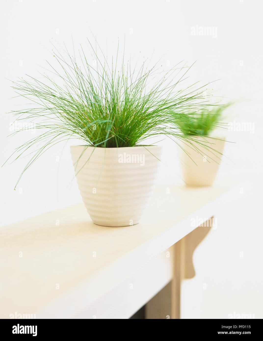Isolepis cernua, Slender Club-rush plant growing in white ceramic pot on mantlepiece, side view. Stock Photo