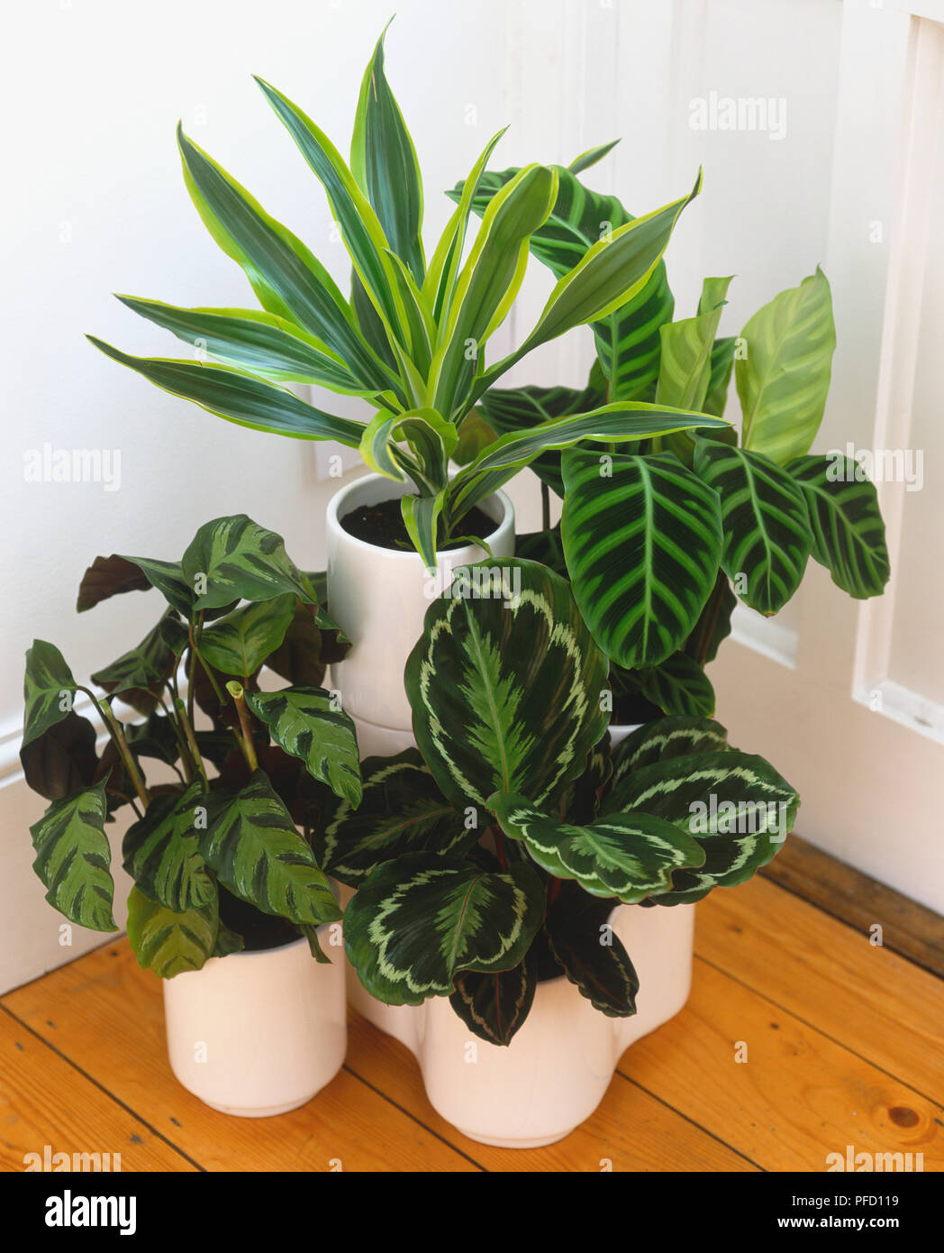 Selection of potted leafy green plants in room corner display, including Calathea makoyana, Peacock Plant and Dracaena marginata, Madagascar Dragon Tree or Red Edged Dracaena, elevated view. Stock Photo