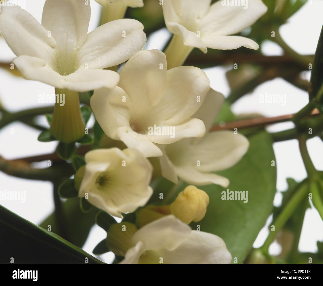 Stephanotis floribunda, Madagascar Jasmine flowers, close-up. Stock Photo