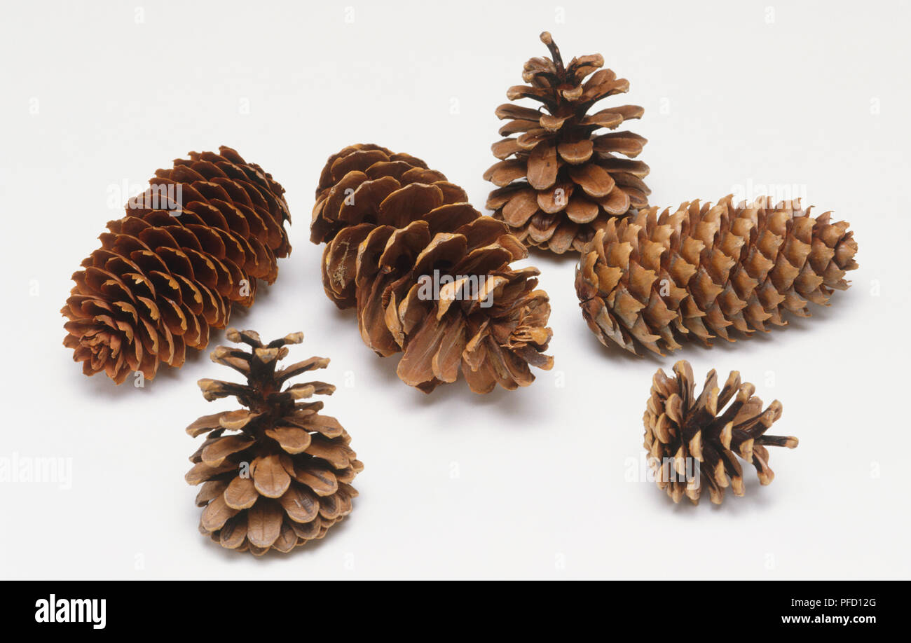 Pine tree cones Stock Photo - Alamy