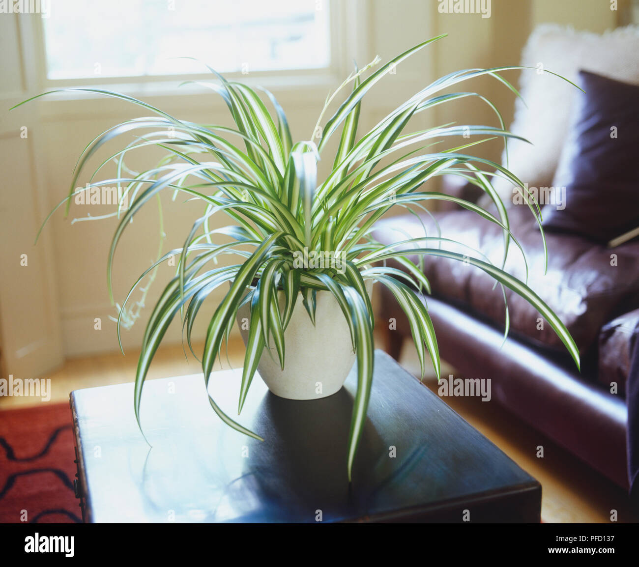 Chlorophytum Comosum Vittatum Spider Plant Growing In White Ceramic Pot Standing On Living Room Coffee Table Stock Photo Alamy