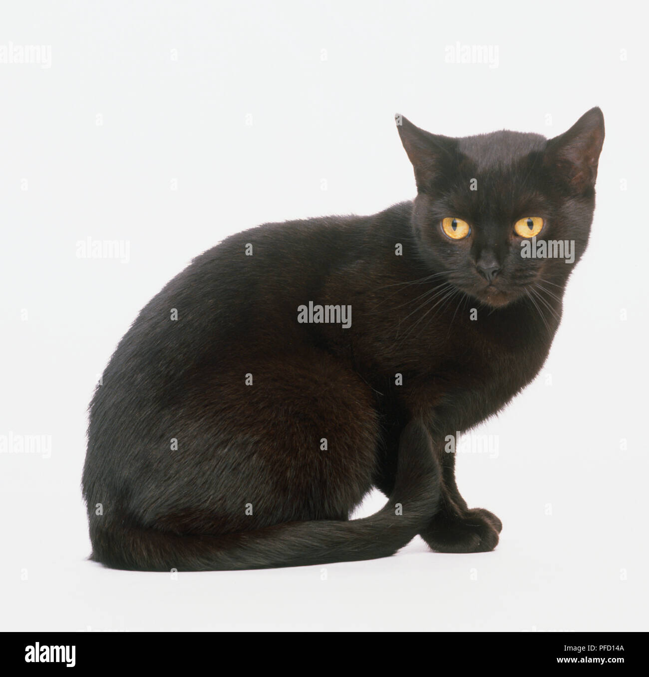 Black British Shorthair Cat Felis Silvestris Catus Side View