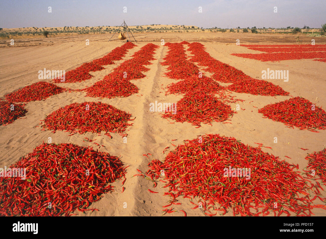 India, Rajasthan, Osian, piles of red Chilli Peppers drying in the desert sun, panoramic view