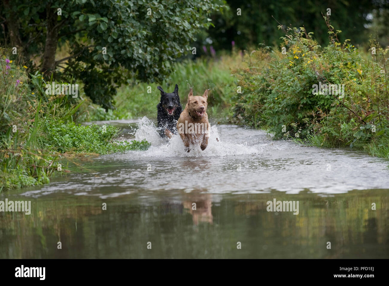 Two mixedbreed dogs charging through river Stock Photo Alamy