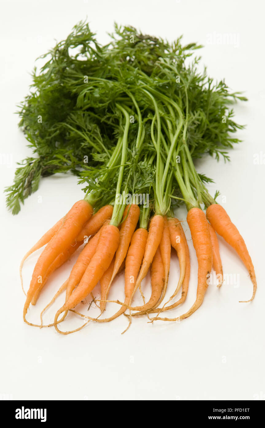 Bunch of fresh carrots with leafy stems still attached Stock Photo Alamy