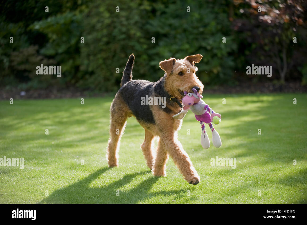 Airedale Terrier carrying soft toy in its mouth while striding